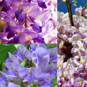 Meet your Posher, Colleen